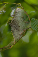 A delicate spiderweb encases leaves and a spider, nestled among vibrant green foliage, revealing hidden life in nature's intricate details
