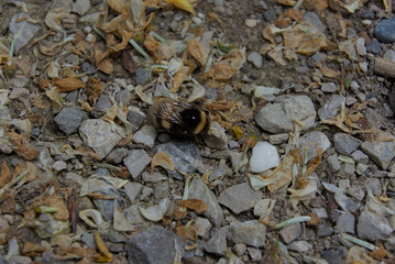 A lone bumblebee rests amidst earth-toned gravel and dried leaves, a raw, close-up snapshot of nature's subtle interactions