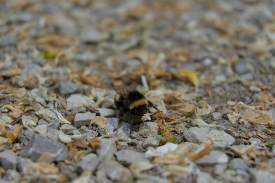 A lone bumblebee rests amidst earth-toned gravel and dried leaves, a raw, close-up snapshot of nature's subtle interactions