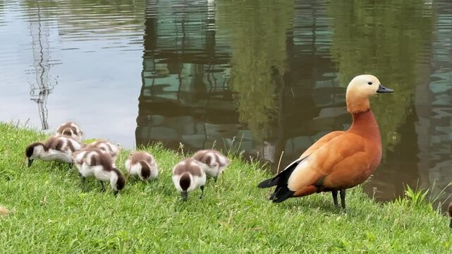 Mother Ruddy shelduck with her small ducklings on lake in the summer. It is a waterfowl of the duck family, similar to the common one. The bird has orange-brown plumage and a lighter head.
