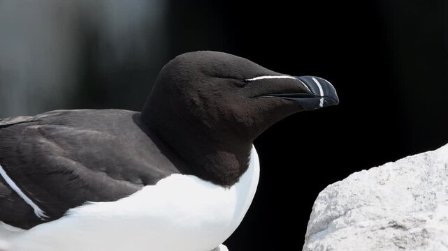 A Razorbill Perched