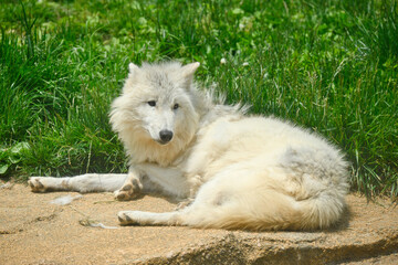 ホッキョクオオカミ