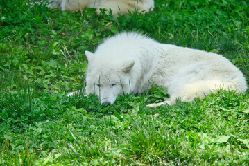ホッキョクオオカミ