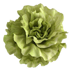 Isolated lettuce head closeup fresh green vegetable food photography on transparent background