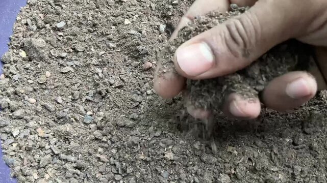 Showing with hands Neem khali, also known as neem cake, is a natural organic fertilizer.