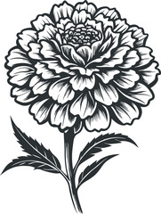 A collection of detailed black and white line art illustrations of marigold flowers, showcasing their intricate petals and foliage