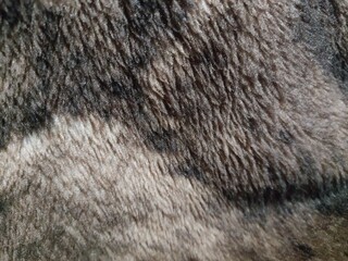 fur texture background