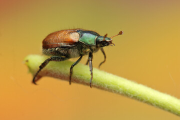 Phyllopertha horticola on a leaf