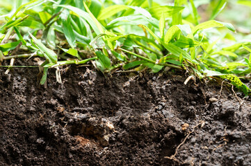 Natural soil cut with grass