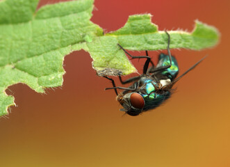 Lucilia sericata green fly on a leaf