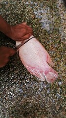 Photo of a Asian man's hand holding a knife to cut fish.