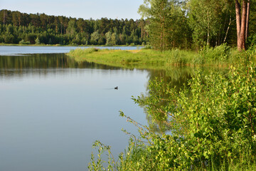 Tranquil Lakeside Scenery with Lush Green Vegetation and swimming ducks