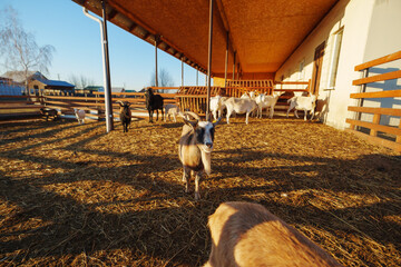 Goats back in the warmth of the sun while enjoying the rustic surroundings and fresh straw