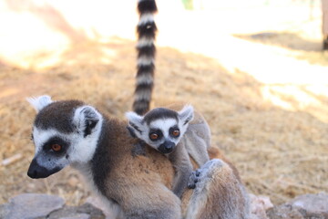 Baby lemur clings to its mother, symbolizing safety, protection and maternal care. Emotional wildlife photo highlighting the deep bond between animals.
