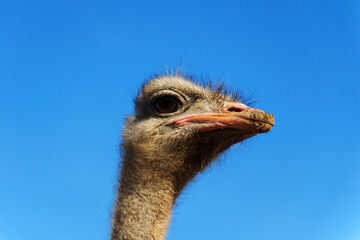 Close-up of an ostrich with curious expression near a barn under a clear blue sky