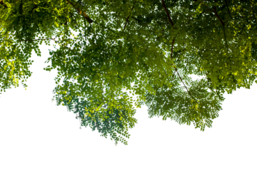 tropical green leaves background