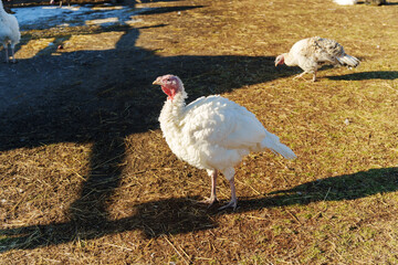 A white turkey is seen foraging on the ground at a farm in the afternoon