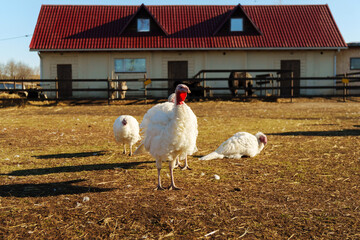 A white turkey is seen foraging on the ground near a barn. The setting is peaceful with sunlight