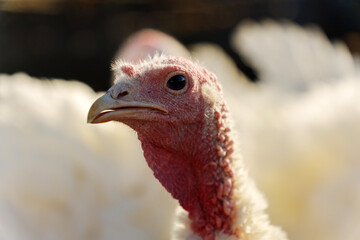 One turkey is vocalizing loudly, showcasing its unique features and colors against a blurred background.
