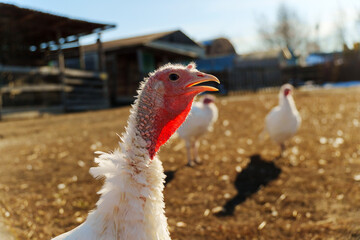One turkey is vocalizing loudly, showcasing its unique features and colors against a blurred background.