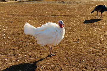 A group of white turkeys is seen foraging on the grass in a barnyard.