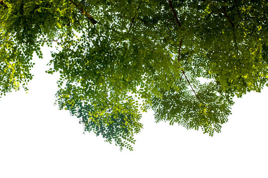 tropical green leaves background