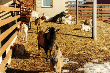 Goats relaxing in a sunlit barn on a warm afternoon at a rural farm