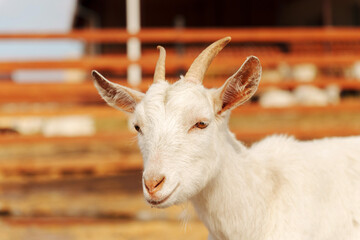 Two white goats are lying on the ground in a rural farmyard on a sunny afternoon.