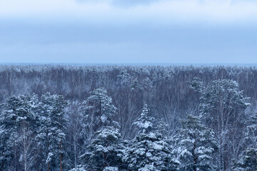 Snow-covered forest landscape under gray sky viewed from an elevated position during winter