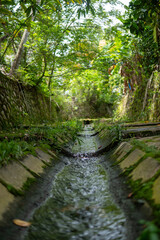 stream in the forest