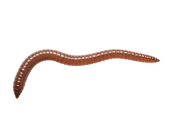Earthworm Close-Up: Detailed View of an Annelid
