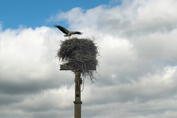 Cigogne blanche, Ciconia ciconia, White Stork, Calvaire, Beuzeville la Bastille, 50, Manche, France