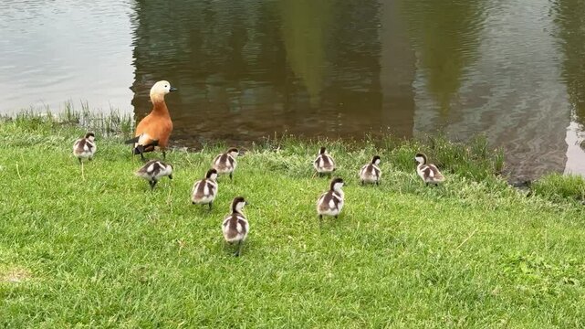 Mother Ruddy shelduck with her small ducklings on lake in the summer. Small ducklings learn to swim and dive to get food from the bottom of the pond in summer season.