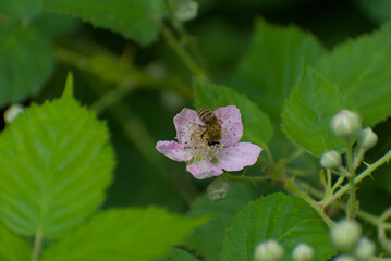 A diligent honeybee gathers nectar from a delicate pink blossom, captured in a vibrant close-up that highlights nature's vital connection