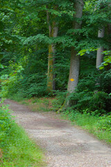 A bright yellow arrow guides the way on a mossy tree trunk in a verdant forest, symbolizing direction and adventure amidst natural beauty
