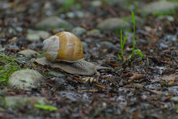 A forest snail journeys across a textured, earthy forest floor, its robust shell detailed in a close-up shot capturing nature's quiet, muted tones