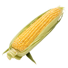 Golden ear of corn, still in its green husk, isolated on transparent background