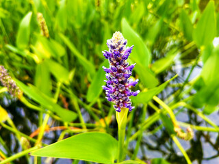 ポンテデリアのアップ