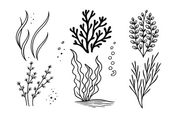 Detailed monochrome vector illustration featuring various seaweed and aquatic plants in a simple style.