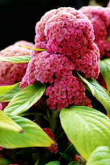 Beautiful  celosia cristata flowerbed of fluorescent magenta color in full bloom