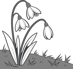 Vector illustration of delicate white snowdrop flowers blooming in the snow, heralding the beauty of spring