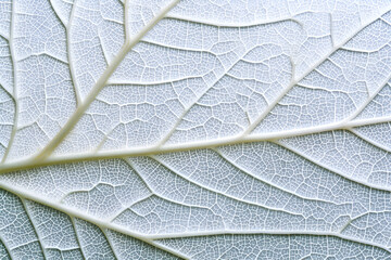 Close up of leaf veins creating intricate natural pattern