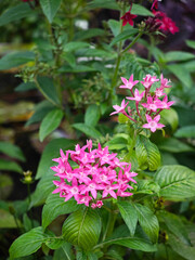  Pink Egyptian star cluster flower