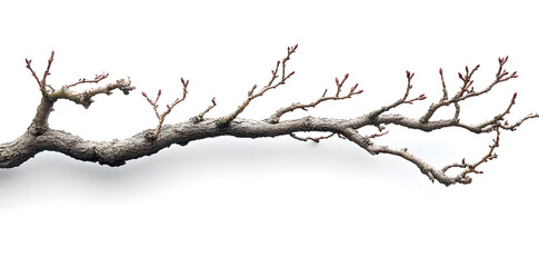 Obraz premium Isolated Bare Tree Branch on White Background\