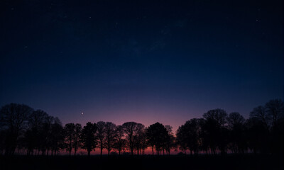 Silhouetted trees at night under starry sky