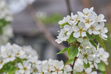 Stunning close-up of pear blossoms in full bloom, showcasing delicate white petals.