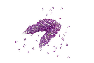 lilac flowers on floor white