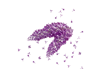 lilac flowers on floor white