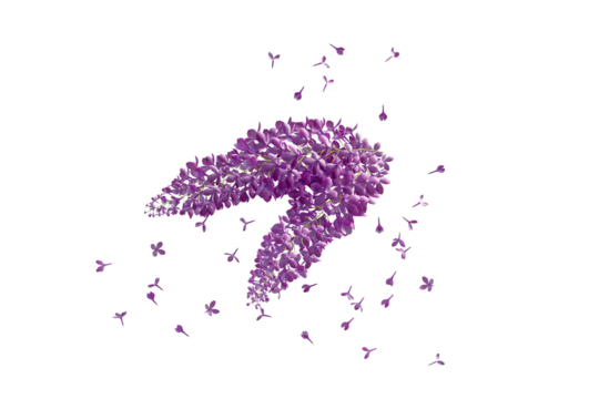 lilac flowers on floor white