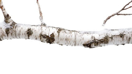 Frosted birch tree with peeling bark Transparent background, PNG file